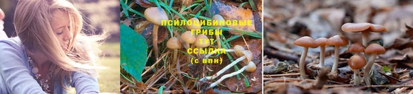 спиды Горно-Алтайск